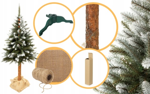 Choinka Świerk Diamentowy na Pniu 220cm /BA