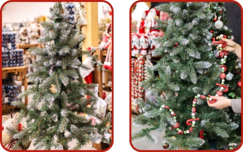 Choinka Świerk Diamentowy na Pniu 220cm /BA