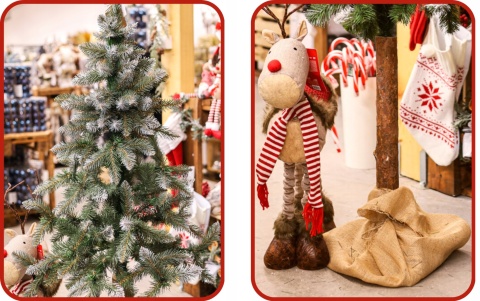 Choinka Świerk Diamentowy na Pniu 220cm /BA