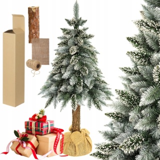 SOSNA PERŁOWA NA PNIU 1,50m