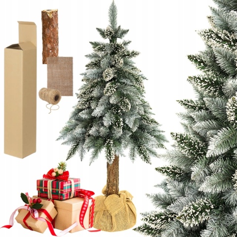 SOSNA PERŁOWA NA PNIU 1,50m