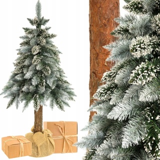 SOSNA PERŁOWA NA PNIU 1,50m