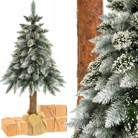 SOSNA PERŁOWA NA PNIU 1,50m