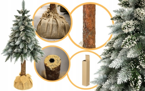 SOSNA PERŁOWA NA PNIU 1,50m