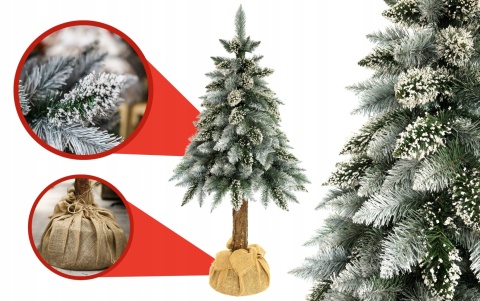 SOSNA PERŁOWA NA PNIU 1,50m