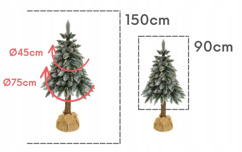 SOSNA PERŁOWA NA PNIU 1,50m