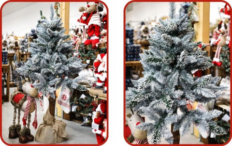 SOSNA PERŁOWA NA PNIU 1,50m