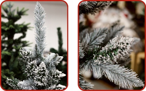 SOSNA PERŁOWA NA PNIU 1,50m