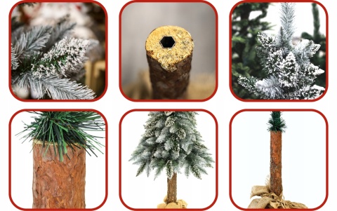 SOSNA PERŁOWA NA PNIU 1,50m