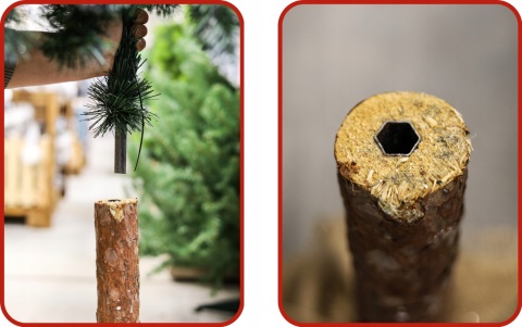 SOSNA PERŁOWA NA PNIU 1,50m