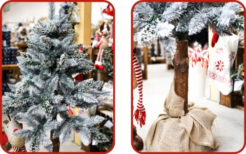 SOSNA PERŁOWA NA PNIU 1,50m