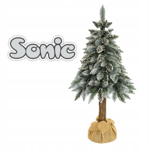 SOSNA PERŁOWA NA PNIU 1,50m