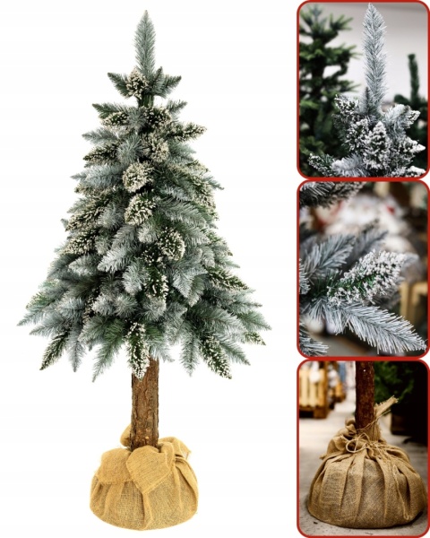 SOSNA PERŁOWA NA PNIU 1,50m