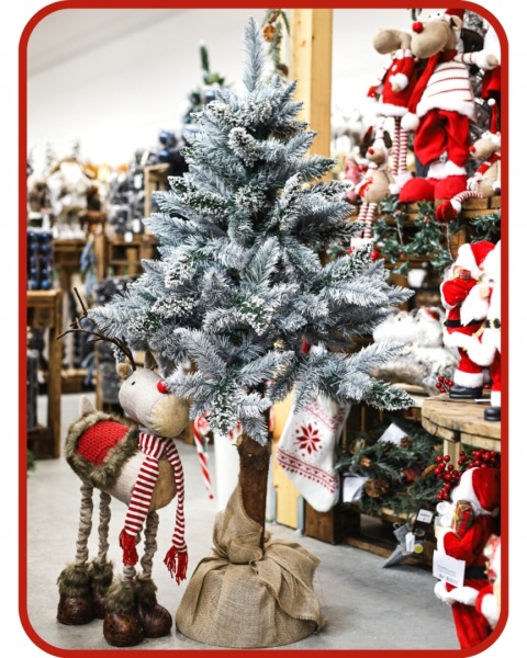 SOSNA PERŁOWA NA PNIU 1,50m