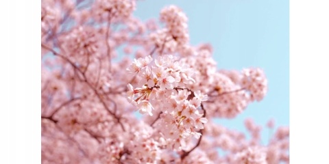 AIR WICK FRESHMATIC PURE WKŁAD KWITNĄCA WIŚNIA 250ML