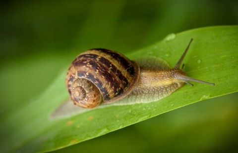 ŚLIMAKOL NATUREN 685 G SUBSTRAL ZWALCZA ŚLIMAKI