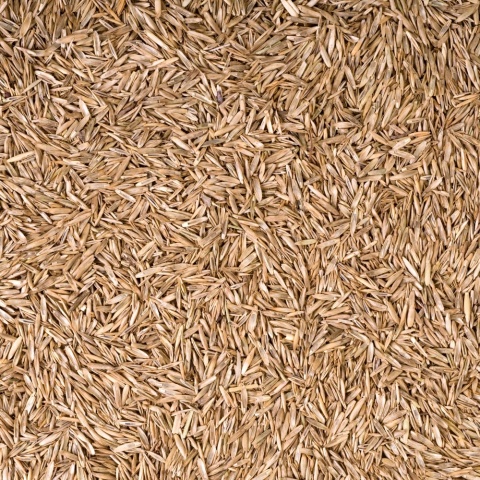 Trawa Mieszanka trawnikowa 5 kg Planta