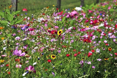Trawa kwiatowa łąka kwiaty mieszanka traw Flowering 1kg 50m2 Trawa kwiatowa łąka kwiaty mieszanka traw Flowering 1kg 50m2