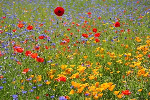 Trawa kwiatowa łąka kwiaty mieszanka traw Flowering 1kg 50m2 Trawa kwiatowa łąka kwiaty mieszanka traw Flowering 1kg 50m2