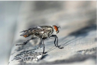 EXPEL- NAKLEJKI NA KOMARY 8SZT.