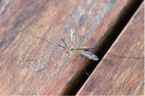 EXPEL- NAKLEJKI NA KOMARY 8SZT.